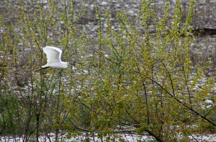 Egretta garzetta